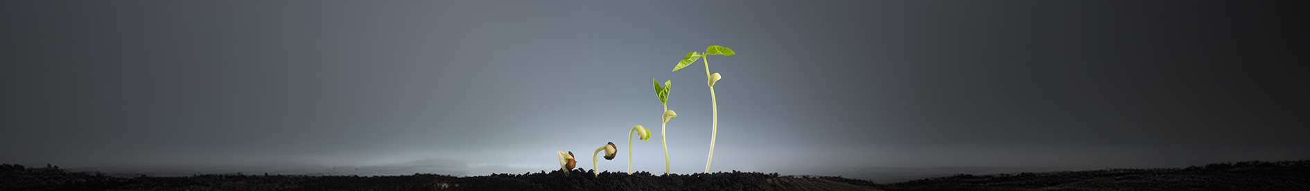 Seeds banner